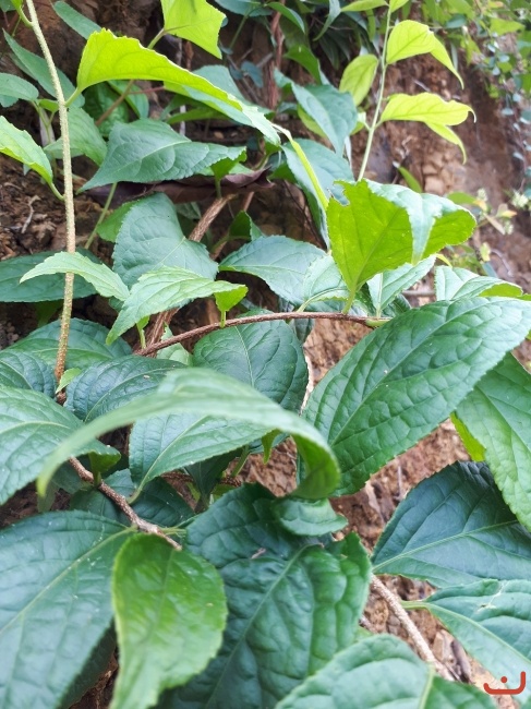 Cây thuốc nam_( Chưa rõ tên)