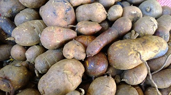 Củ gió vàng