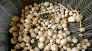 Cây Lá đơn_3