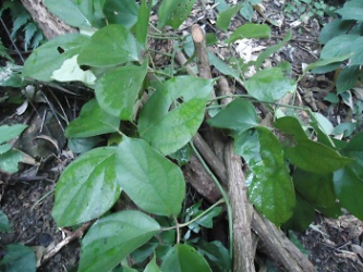 Cây Súi phũng thằng