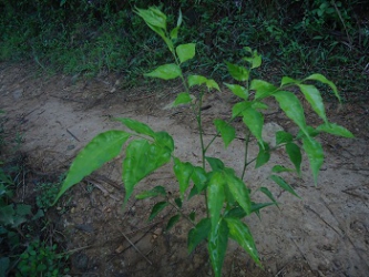 Cây ớt rừng_1