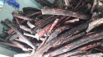 cây thuốc _1