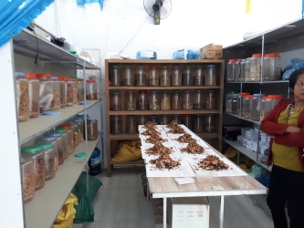 Cây thuốc mềm da_1