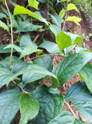 Cây thuốc nam_( Chưa rõ tên)