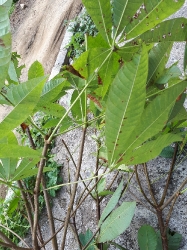 Cây thuốc nam_3
