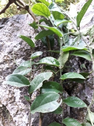 Cây thuốc nam_4