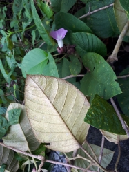 Cây thuốc nam_5