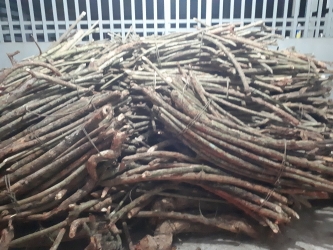 Cây thuốc nam dùng tại phòng khám thuốc nam chữa bệnh cho người việt