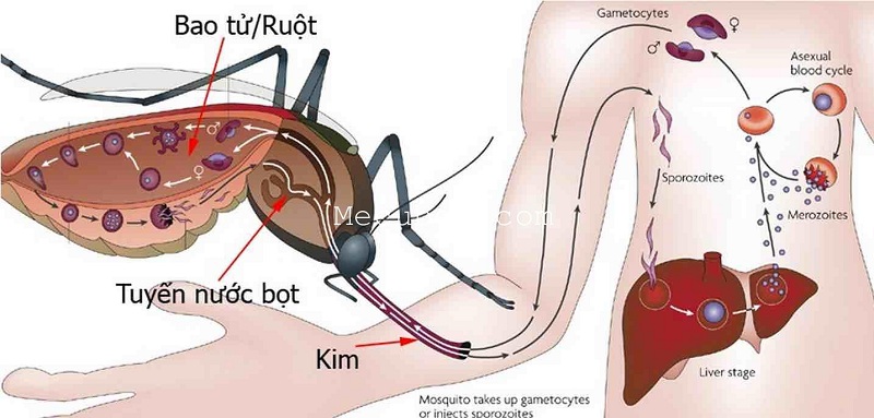 Bệnh sốt xuất huyết