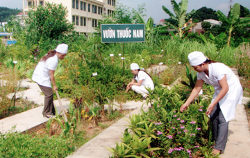 Giải bài toán về dược liệu cho sản xuất thuốc