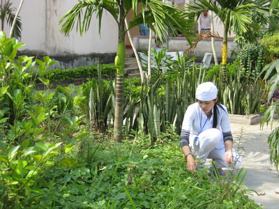 Giải bài toán về dược liệu cho sản xuất thuốc